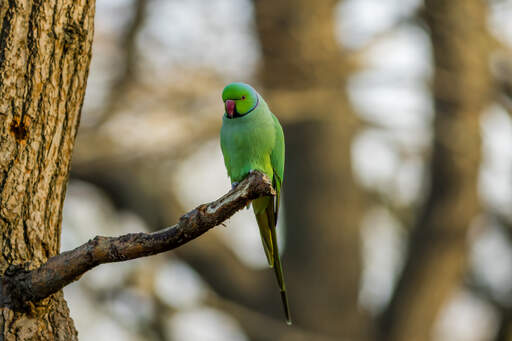 A rose ringed parakeet's beautiful, purple ring around it's neck