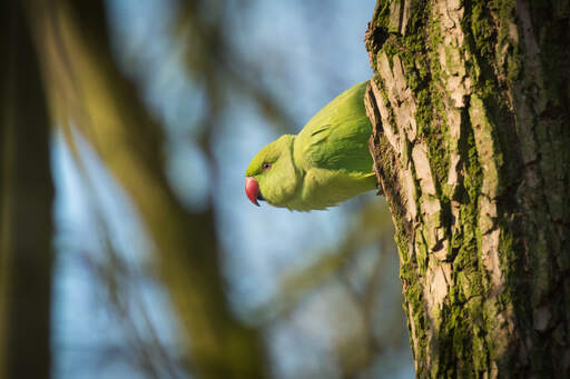 A rose ringed parakeet's beautiful, red beak