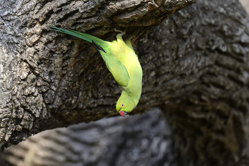 An incredible rose ringed parakeet hanging from a tree