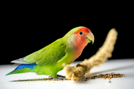 A rosy faced lovebird's beautiful, blue tail feathers