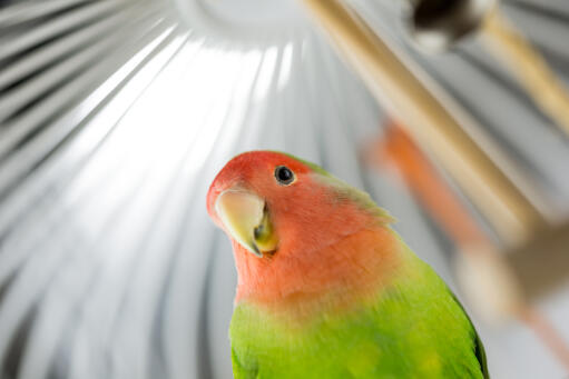 A close up of a rosy faced lovebird's lovely, little beak