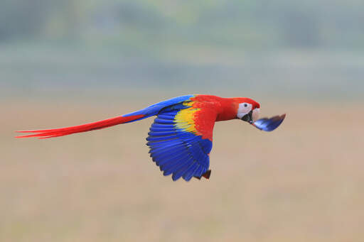 An amazing scarlet macaw in mid flight