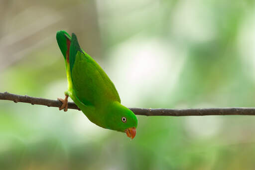 A vernal hanging parrot's wonderful green feathers