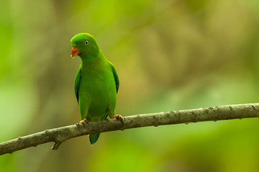 A beautiful, little vernal hanging parrot perched on a branch