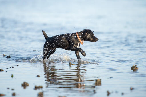 Patterdale-terrier-beach