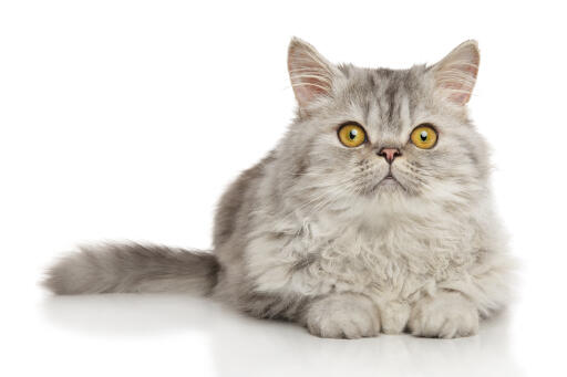 Persian pewter cat lying against a white background