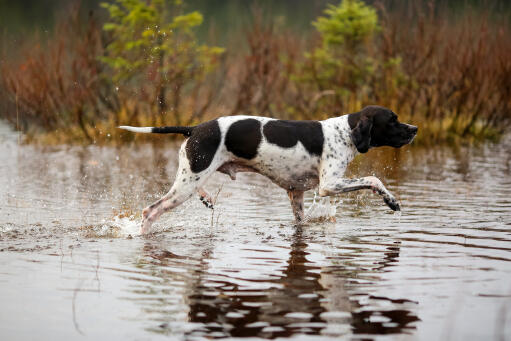 Pointer-hunting