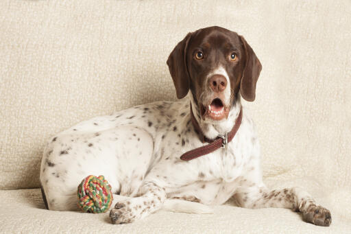 Pointer-on-sofa