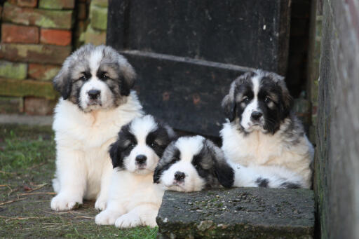 Pyrenean-mastiff-puppies