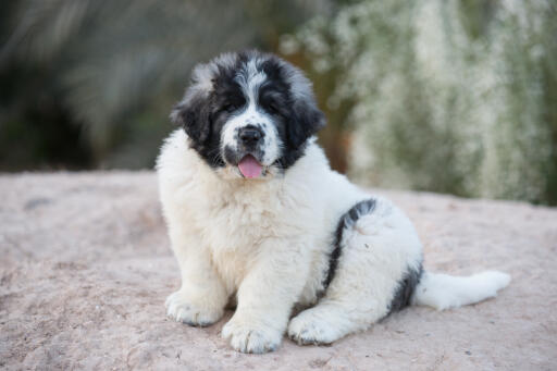 Pyrenean-mastiff-puppy