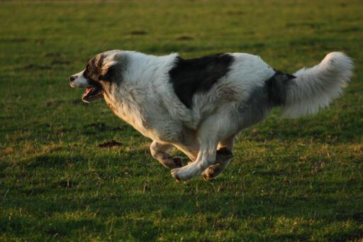 Mastiff running deals