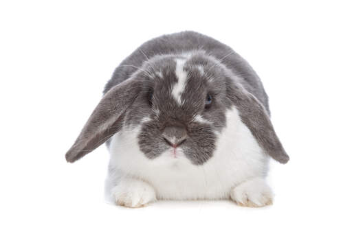 A beautiful grey and white anGora rabbit