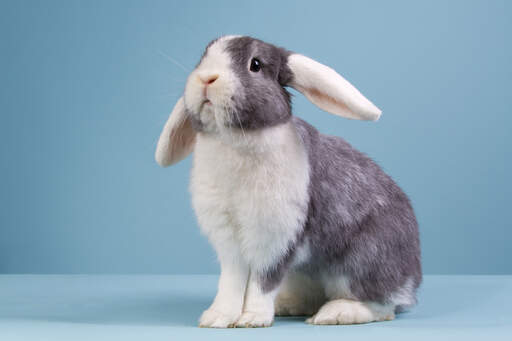 A beautiful grey and white mini lop rabbit with it's ears down