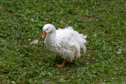 Sebastopol Goose walking on the grass