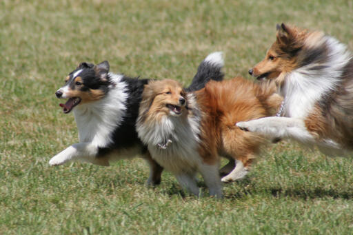 Shetland-sheepdog-running