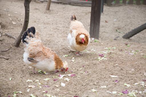 A pair of sulmtaler chicken pecking the ground