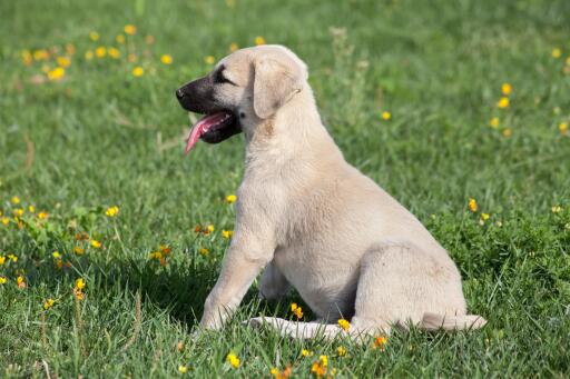 Large turkish dog online