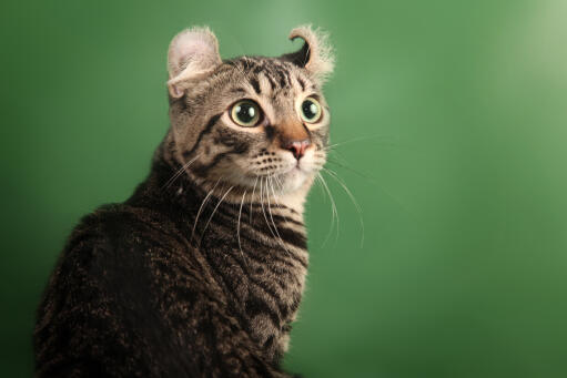 Alert and wide-eyed american curl cat against a green background