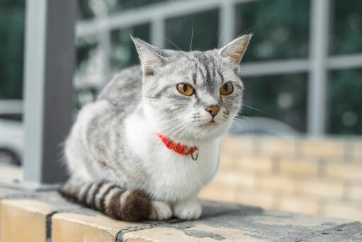 American wirehair cat with a red collar sitting neatly on a wall