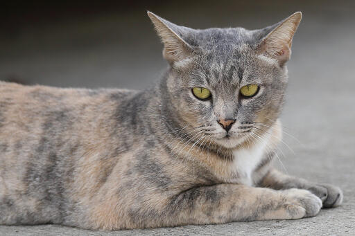 Tortie asian self cat lying on the ground