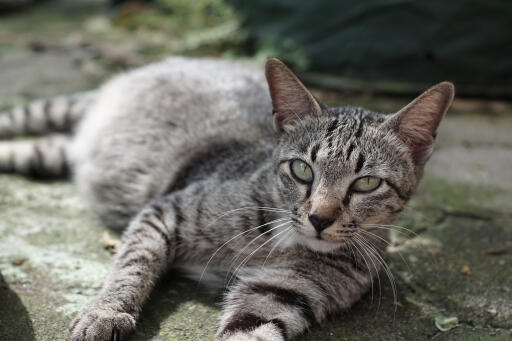 Asian tabby cat lying stretched out on the ground