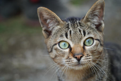 Alert asian tabby close up