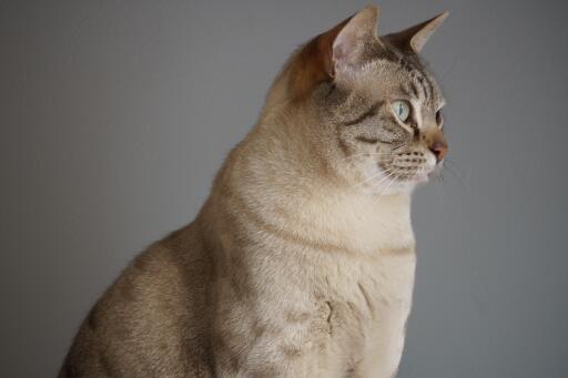 Head and shoulders of an australian mist cat looking to the side