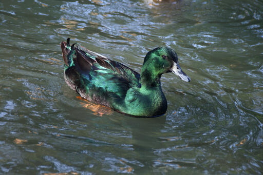 Black east indian duck on the water