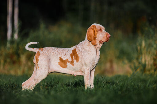 Bracco italiano dog standing in a field