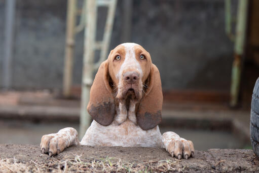 Bracco italiano puppy looking over a wall