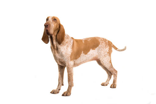 Bracco italiano dog looking alert and focused.