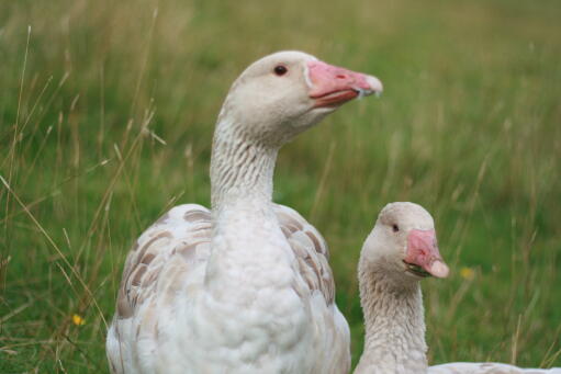2 pairs of brecon buff geese plus 3 ganders
