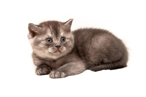 British shorthair smoke kitten lying against a white background