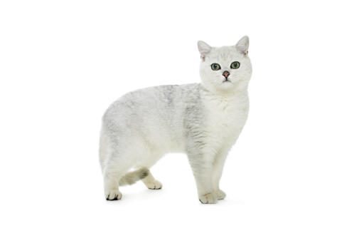 British shorthair tipped cat against white background