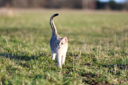 Burmilla cat with its tail up walking in the outdoors