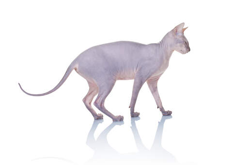 A beautiful donskoy cat with a lithe body