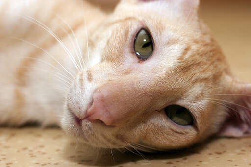 A photogenic oriental posing