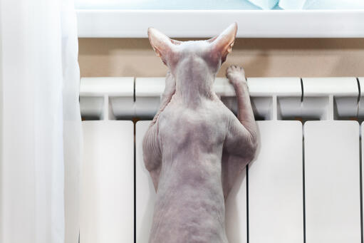 A cheeky sphynx cat trying to look out the window