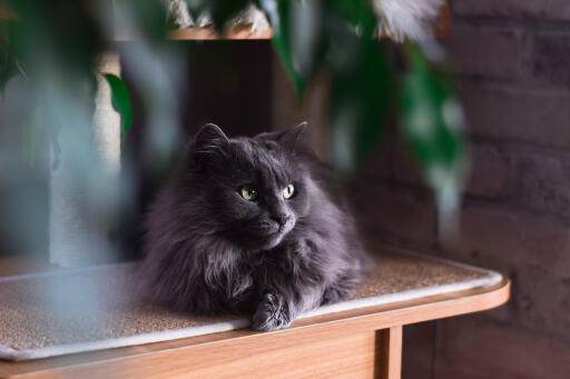 Chantilly cat lying on a counter top