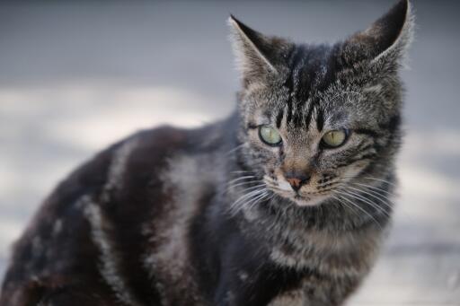 DraGon li cat looking into the distance