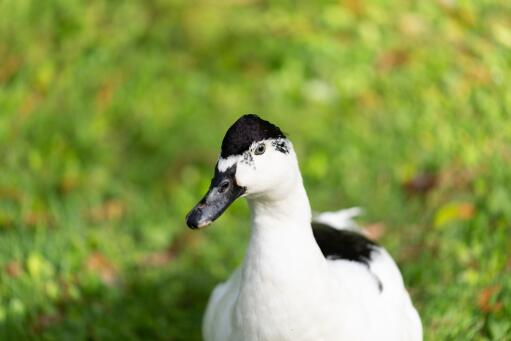 Magpie duck in the countryside