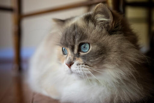 Fluffy napoleon cat with blue eyes close up