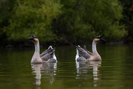 Chinese geese on the water