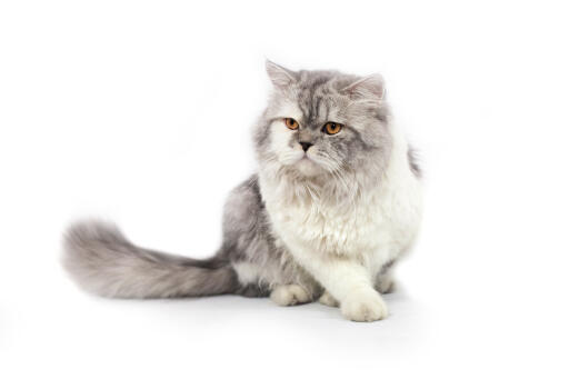 Soft grey and white persian cameo bicolour cat against a white background