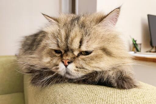 Golden persian cat resting on the arm of a sofa