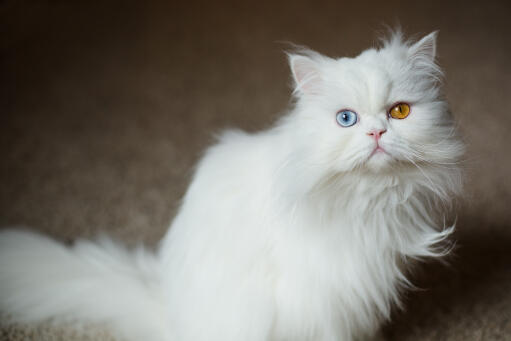 Fluffy odd-eyed persian cat looking up