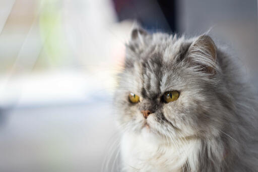 Persian pewter cat close up of face