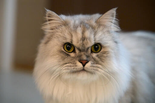 Silver tabby persian cat close up