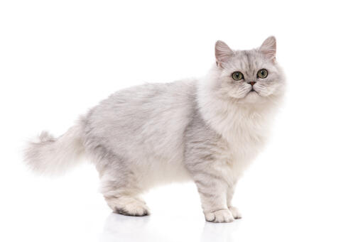 Silver tabby persian cat standing in front of a white background