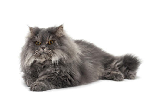 Distinguished persian smoke cat lying against a white background